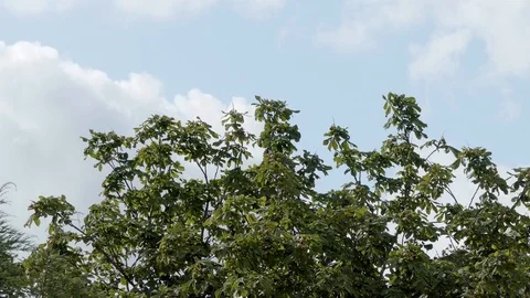 Chestnut trees blowing in the wind on a sunny day Video stock 114507599
