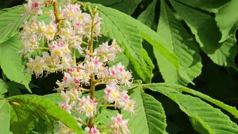 Chestnut trees during spring flowering, chestnut flowers during flowering in the Stock Footage 303671170