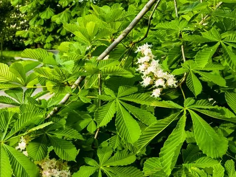 Chestnut trees during spring flowering Stock Photos