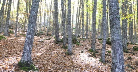 Chestnut trees forest in autumn Stock Footage 82365512