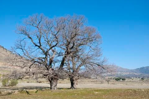 Chestnut trees Stock Photos