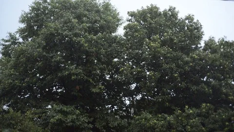 Chestnut trees in the rain with thunderstorm Stock Footage 78626974