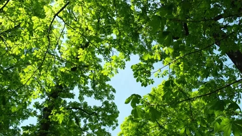 Chestnut Trees Spring Stock Footage 190521454