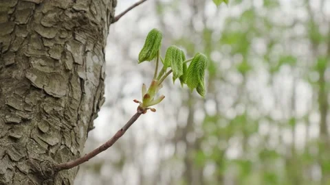 Chestnut on the trunk of a tree Stock Footage 180499544