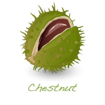 Chestnut vector isolated Stock Illustration