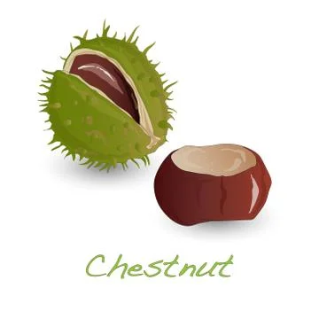 Chestnut vector isolated Stock Illustration