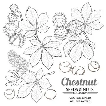 Chestnut vector isolated Stock Illustration