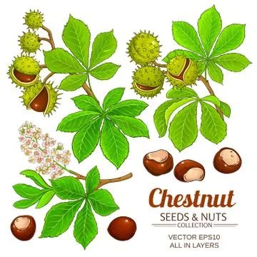 Chestnut vector isolated Stock Illustration