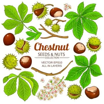 Chestnut vector isolated Stock Illustration