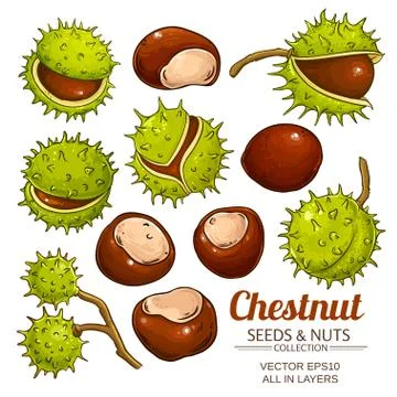 Chestnut vector isolated Stockillustratie