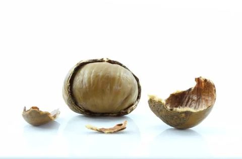 Chestnut on white background. Stock Photos