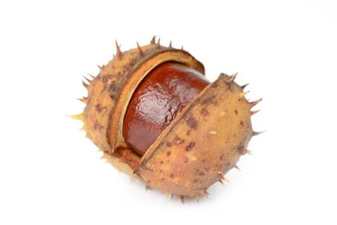 Chestnut on a white background Stock Photos