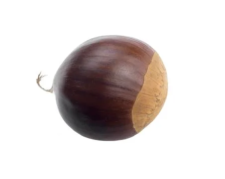 Chestnut on white background  Stock Photos