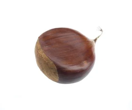 Chestnut on white background  Stock Photos