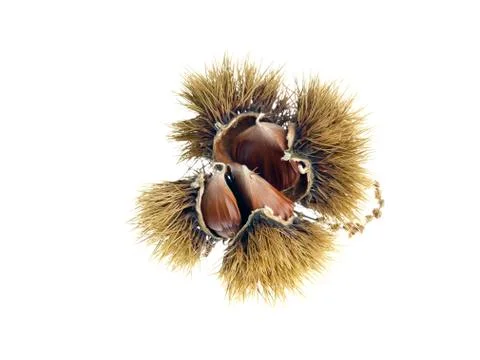 Chestnut on white background Stock Photos
