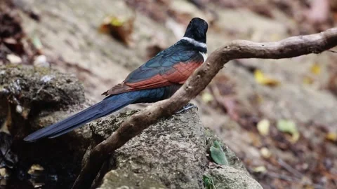 Chestnut-winged Cuckoo Stock Footage 255359392