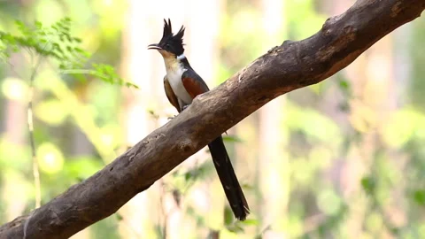 Chestnut winged cuckoo on a tree branch on nature background. Bird. Animals. Stock Footage 194526356