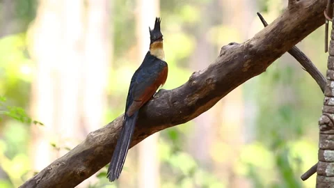 Chestnut winged cuckoo on a tree branch on nature background. Bird. Animals. Stock-Footage 194526370