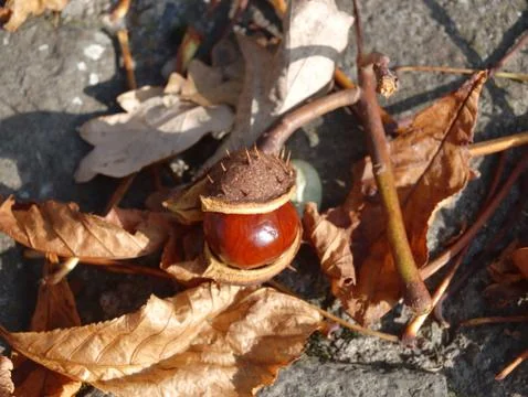 The chestnut on withered leaf Stock Photos