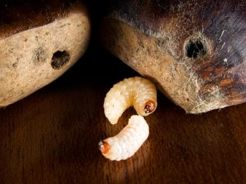 Chestnut worms Stock Photos
