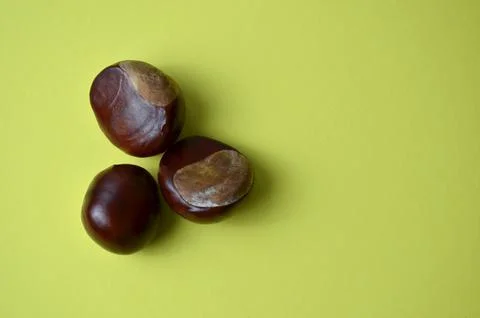 Chestnut on a yellow background. Stock Photos