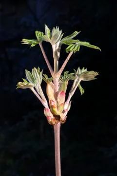 Chestnut, young chestnut in spring Stock Photos