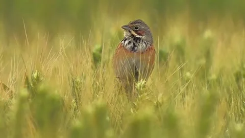Chestnutcollared longspur perched in a grassy field 스톡 동영상 336033270