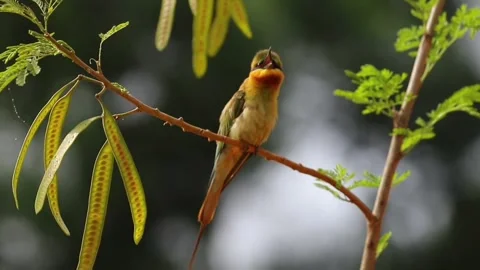 Chestnutheaded beeeater perched on a branch in the wild Видео 336033349