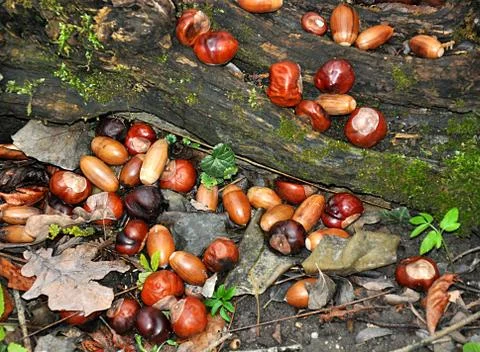 Chestnuts and acorns Stock Photos