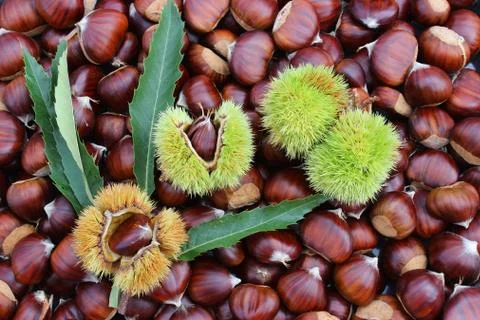Chestnuts and burrs Stock Photos