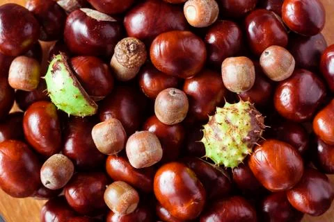 Chestnuts and chestnuts shells Stock Photos