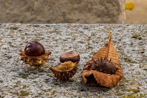 Chestnuts and a dry tree leaf in the autumn season. Stock Photos