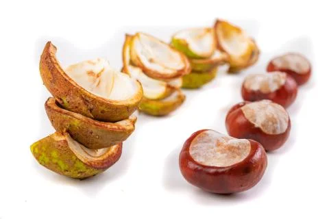 Chestnuts and shells on a white table. Ripe chestnut fruit. Stock Photos