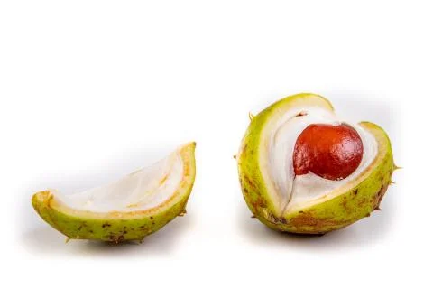 Chestnuts and shells on a white table. Ripe chestnut fruit. Stock Photos