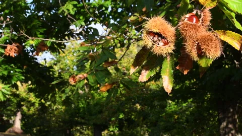 Chestnuts are about to fall from the branch of the Chestnut tree. Stock Footage 152788364