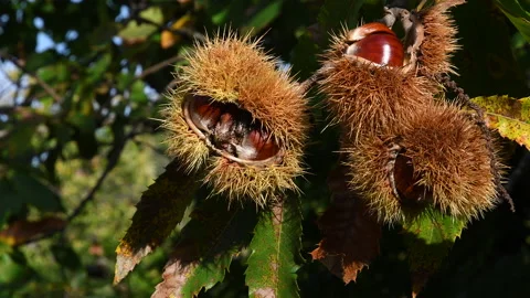 Chestnuts are about to fall from the branch of the Chestnut tree. Stock Footage 152789304