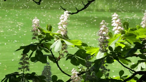 Chestnuts are blooming Video stock 91327909