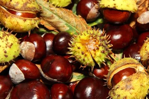 Chestnuts background Stock Photos