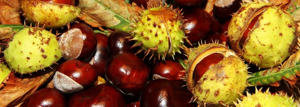 Chestnuts background Stock Photos