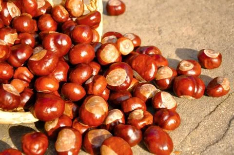 Chestnuts in the basket Stock Photos