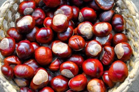 Chestnuts in the basket Stock Photos