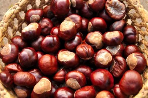 Chestnuts in the basket Stock Photos