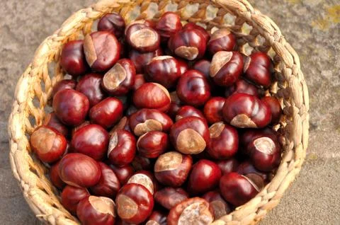 Chestnuts in the basket Stock Photos