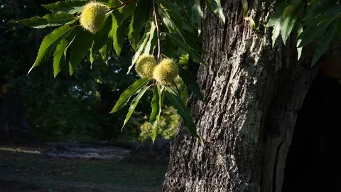 Chestnuts on the branches in a beautiful chestnut forest Stock Footage 117352479