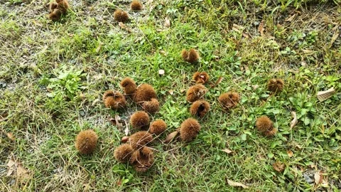 Chestnuts in burrs that have fallen to the ground, panning Stock Footage 319412868