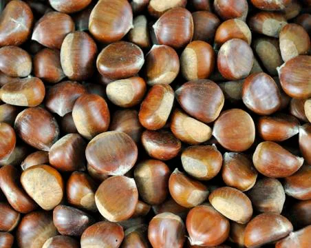 Chestnuts (Castanea sativa) Stock Photos