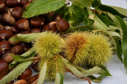 Chestnuts In chestnut bur . Stock Photos