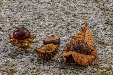 Chestnuts close-up on its chestnut tree leaf and chestnut one autumn day. Cue Stock Photos
