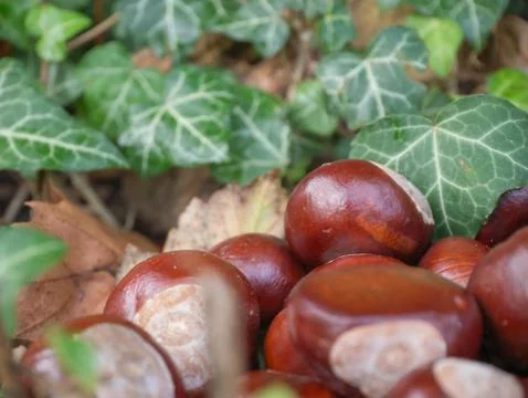 Chestnuts close up 写真素材