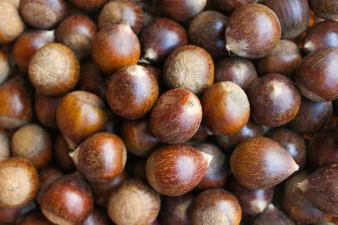 Chestnuts close up. Stock Photos